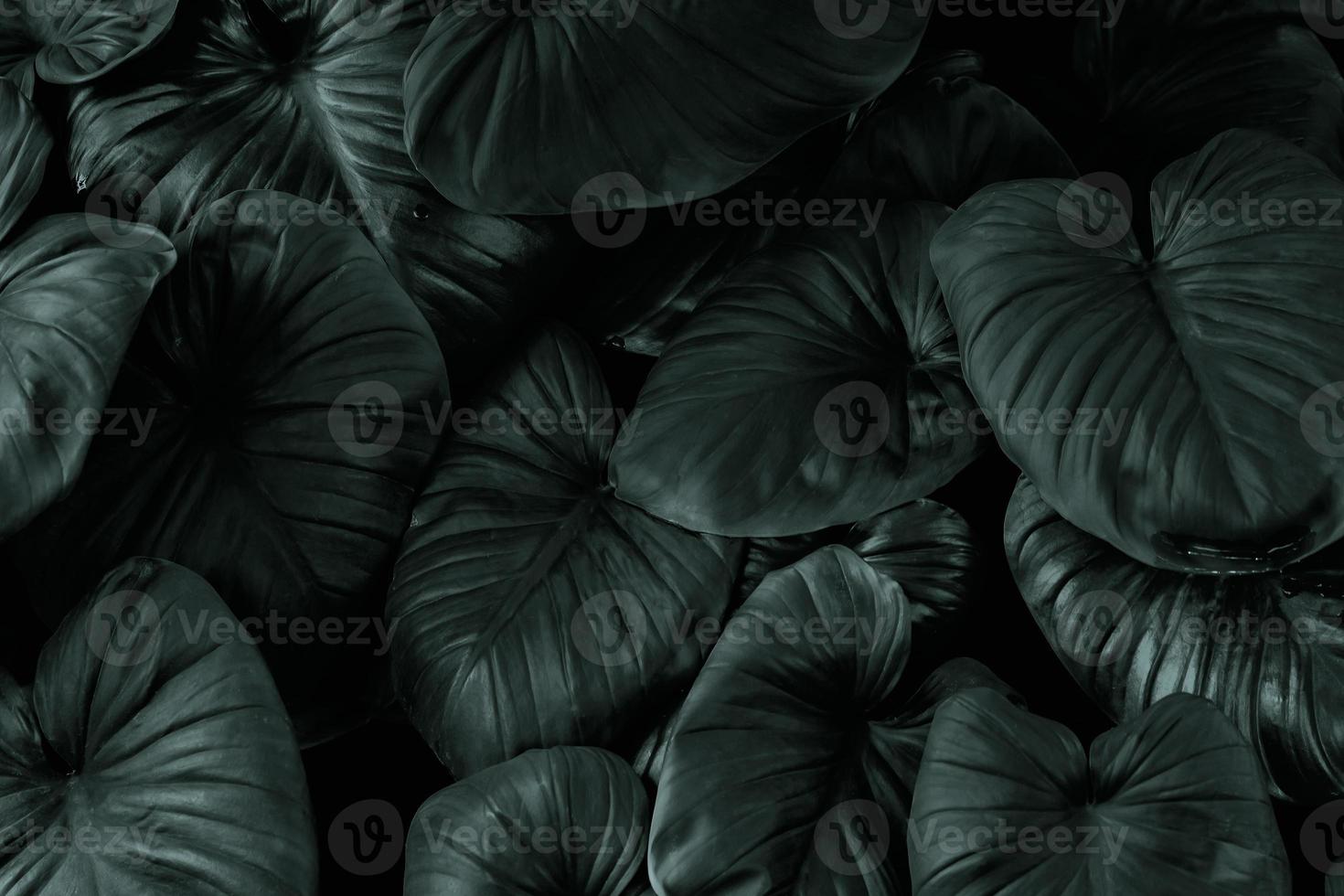 patrón de hoja verde oscuro en tono negro foto