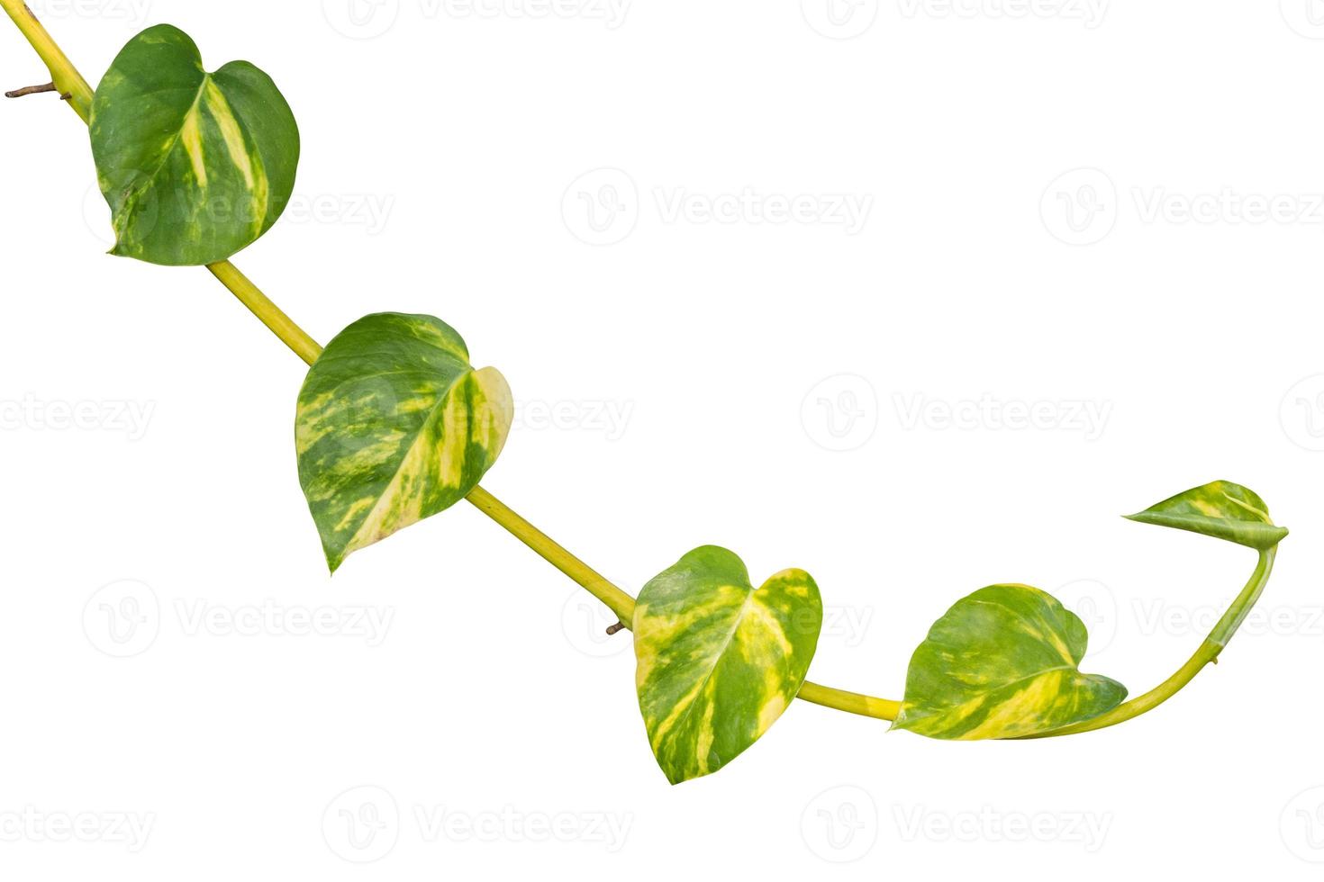 vine plant isolated on white background. Clipping path photo