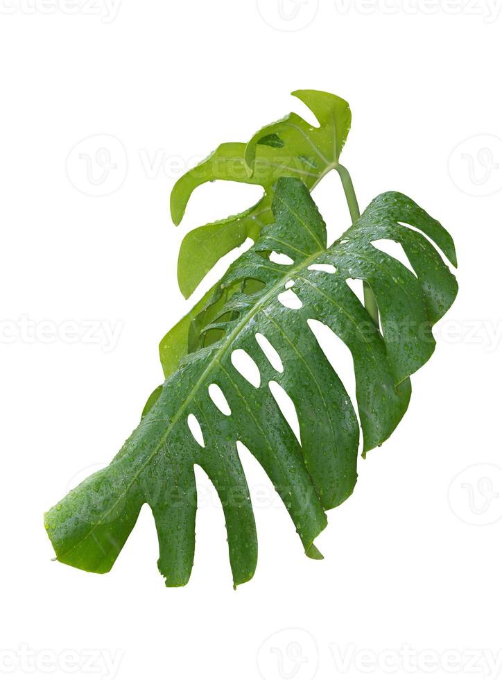 Monstera plant tropical jungle leaves, The plant used design pattern, on white background, clipping path. photo