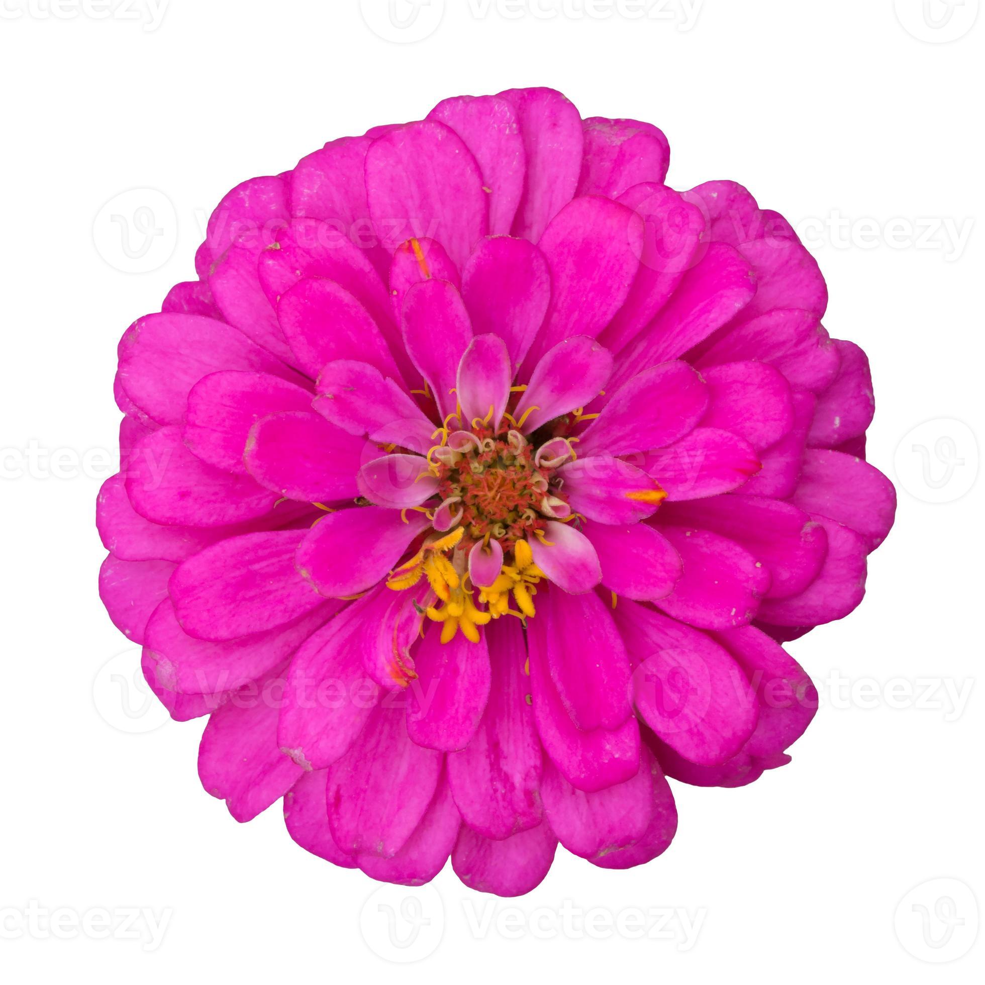 Zinnia Flower isolated on white background, clipping path 12523205