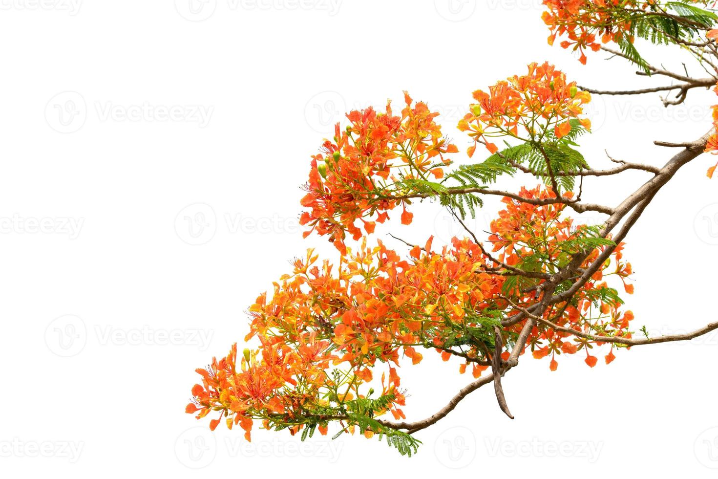 red flower on white background. have clipping path photo