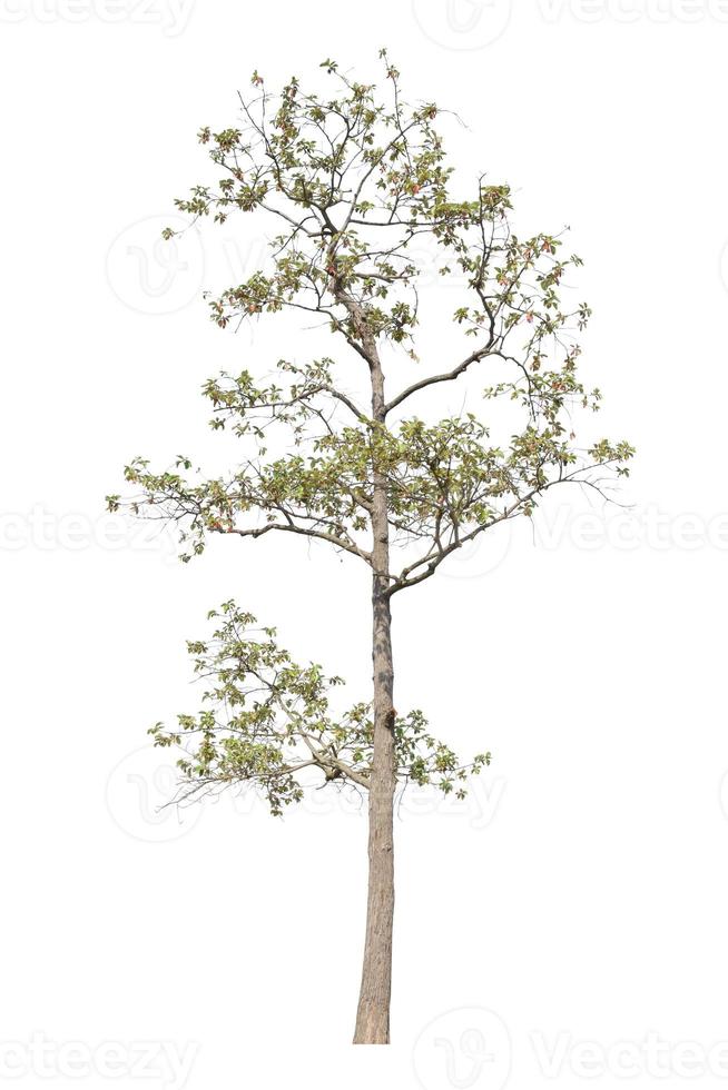 Tree Isolated on white background, Object element for design. Clipping path photo