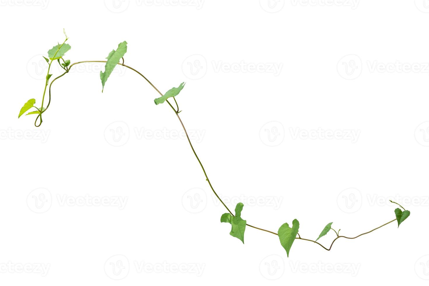 vine plants isolate on white background, clipping path photo