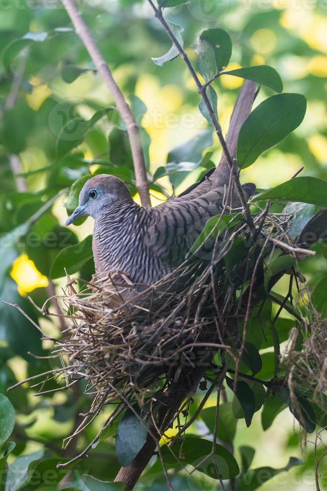 Dove in the nest on tree photo