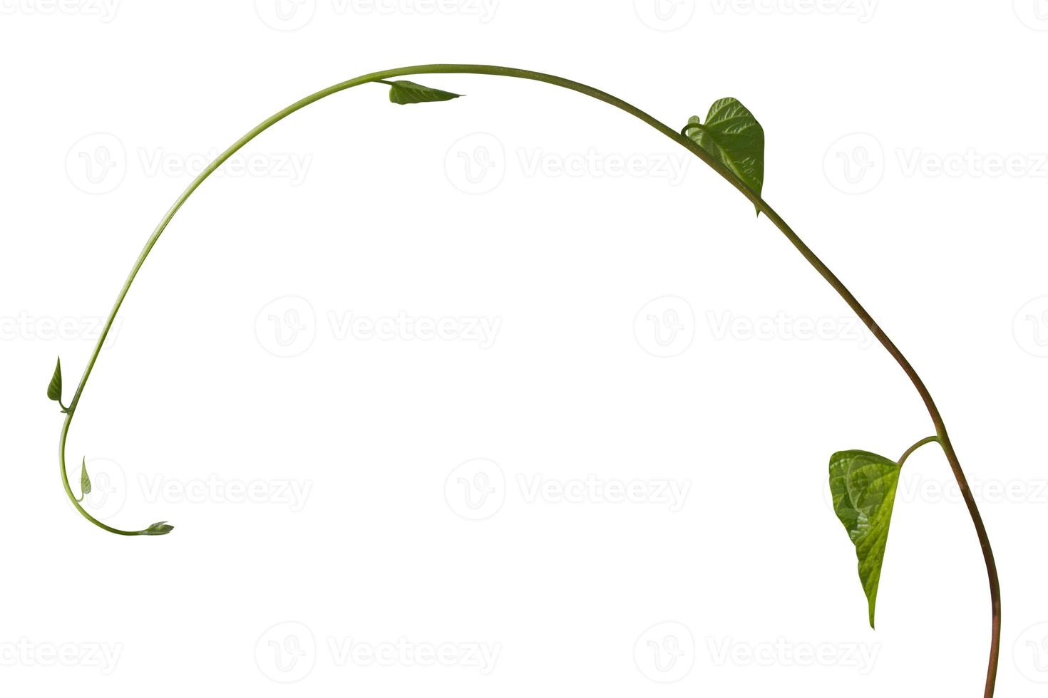 Plant tropical foliage vine, Ivy green hang isolated on white background, clipping path photo