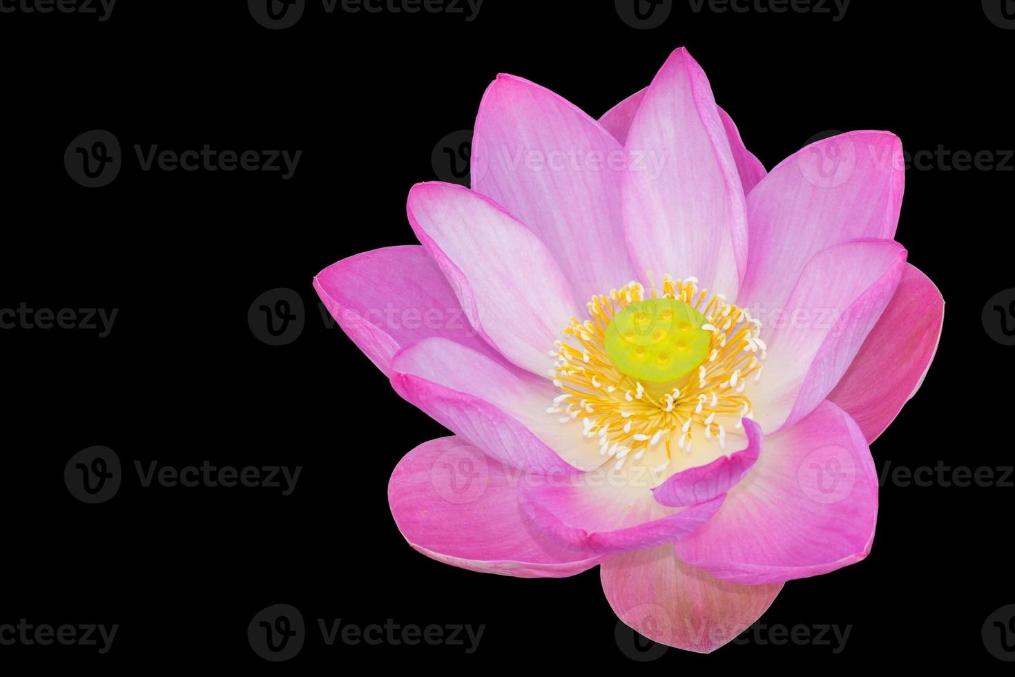 planta de flor de loto aislada sobre fondo negro, camino de recorte foto