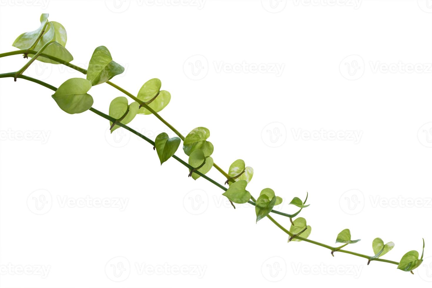 vine plants isolated on white background, clipping path. photo