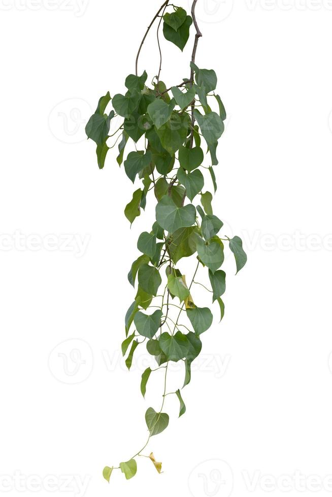 plant isolated ivy green vine climbing tropical. Clipping path photo