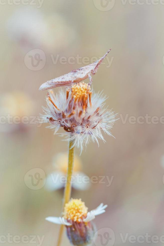 Fantasy grasshopper on flower, nature vintage pastels background photo