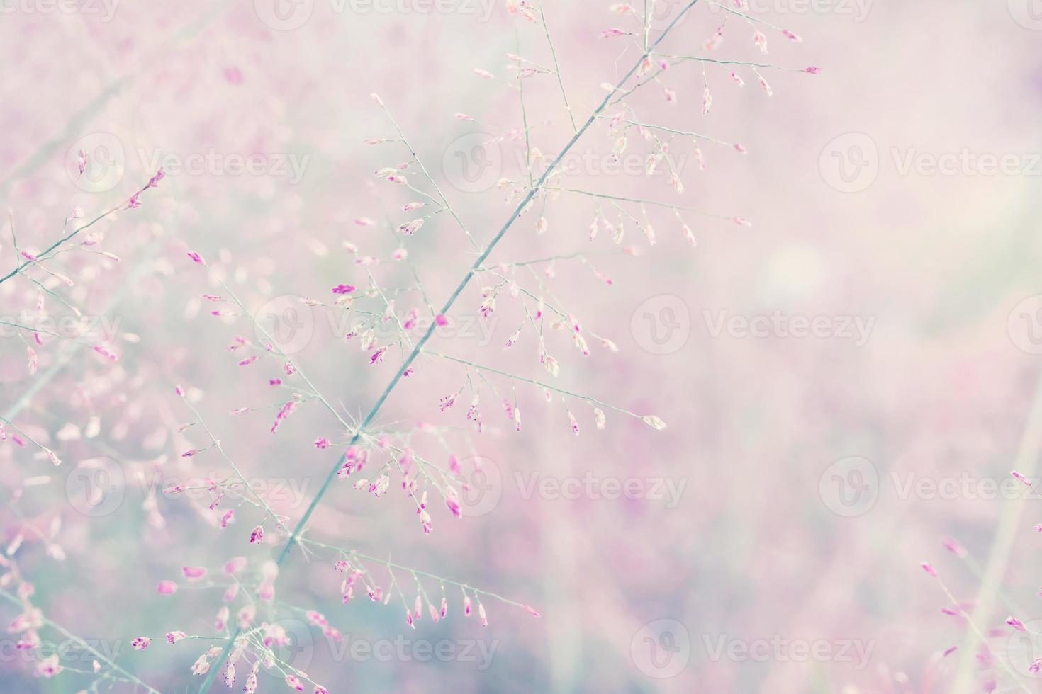 Fantasy flower, nature vintage pastels background photo