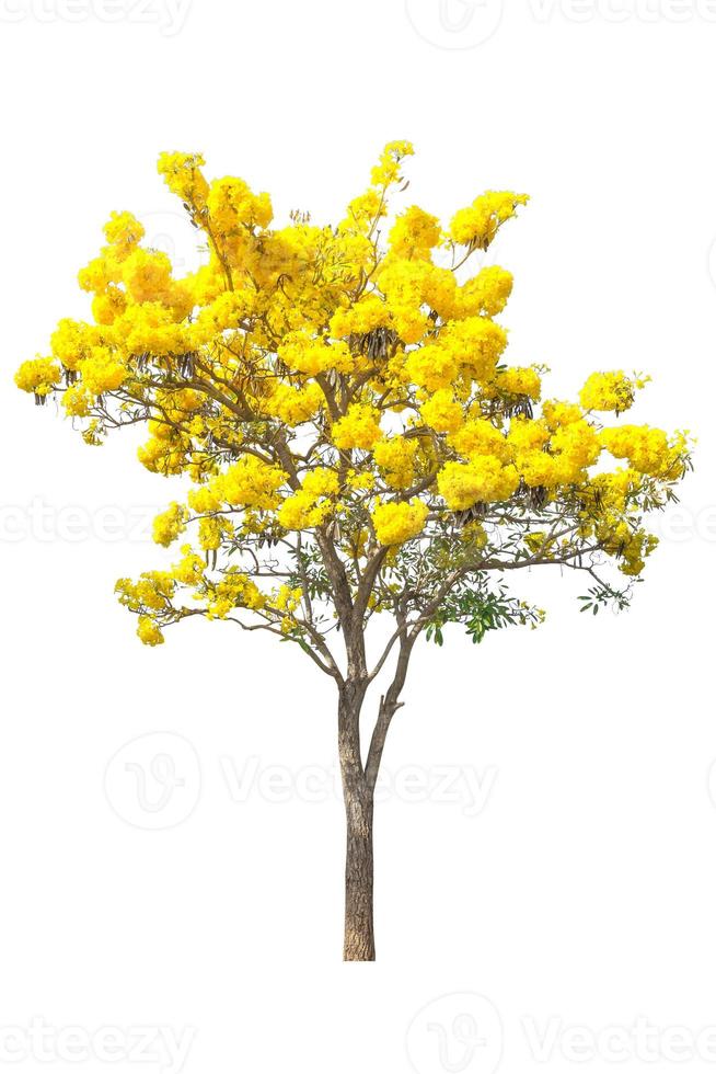 flor amarilla en árbol aislado sobre fondo blanco, elemento objeto de diseño. trazado de recorte foto