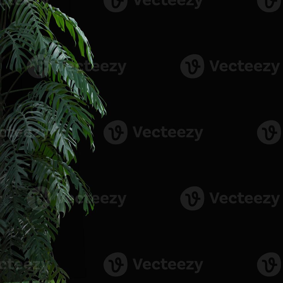 plant tropical leaves jungle, dark green foliage isolated on black background. Clipping path photo