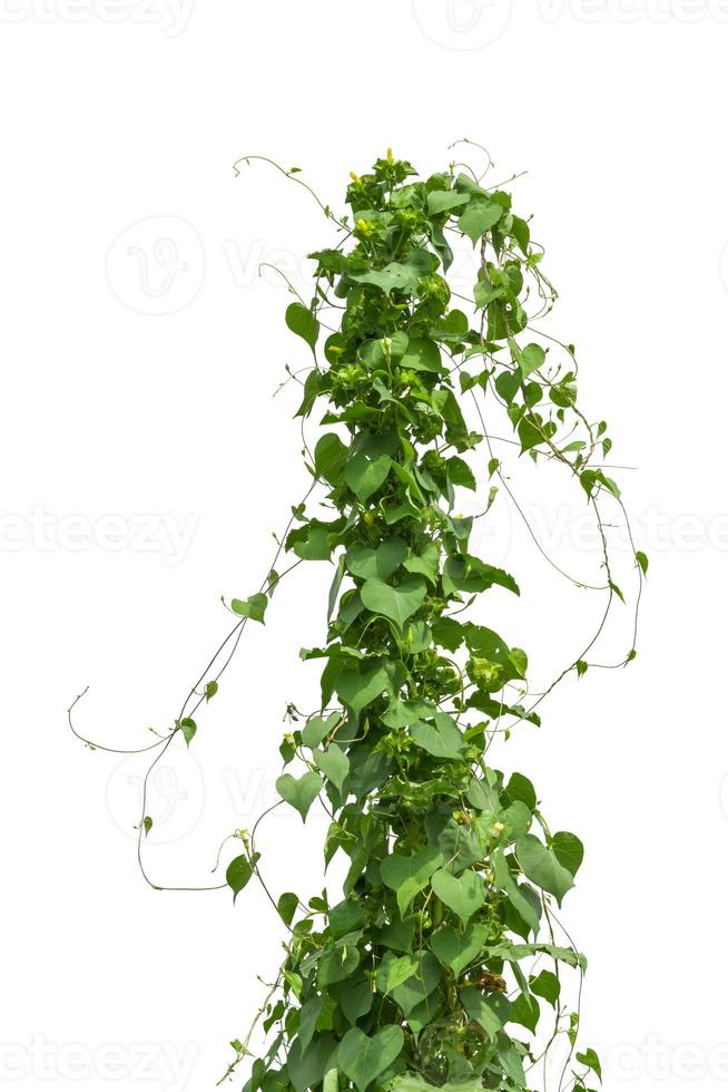 vine plant isolated on white background. Clipping path photo