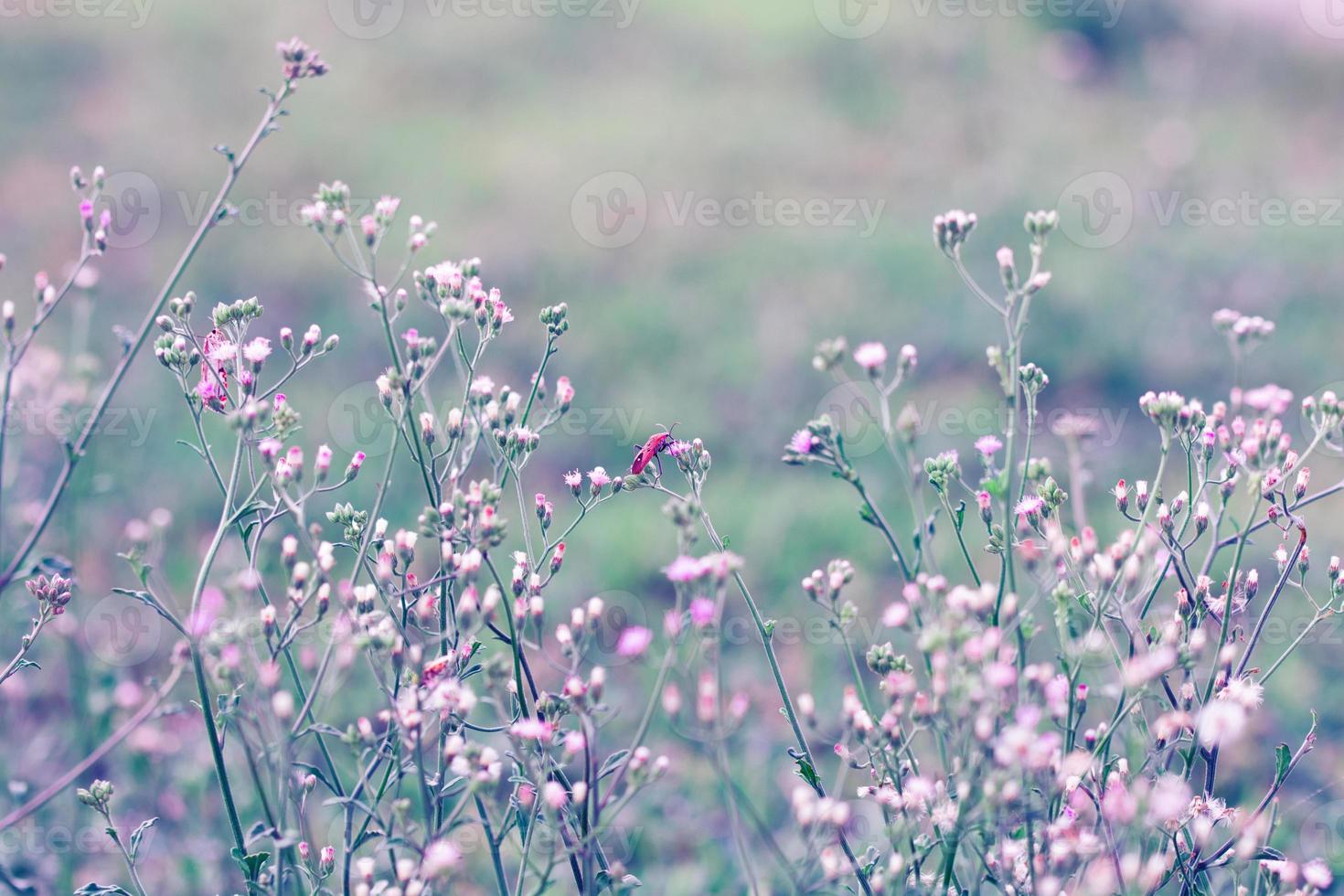 Meadow flower, beautiful fresh in soft warm light. Autumn landscape pastel tone background. photo