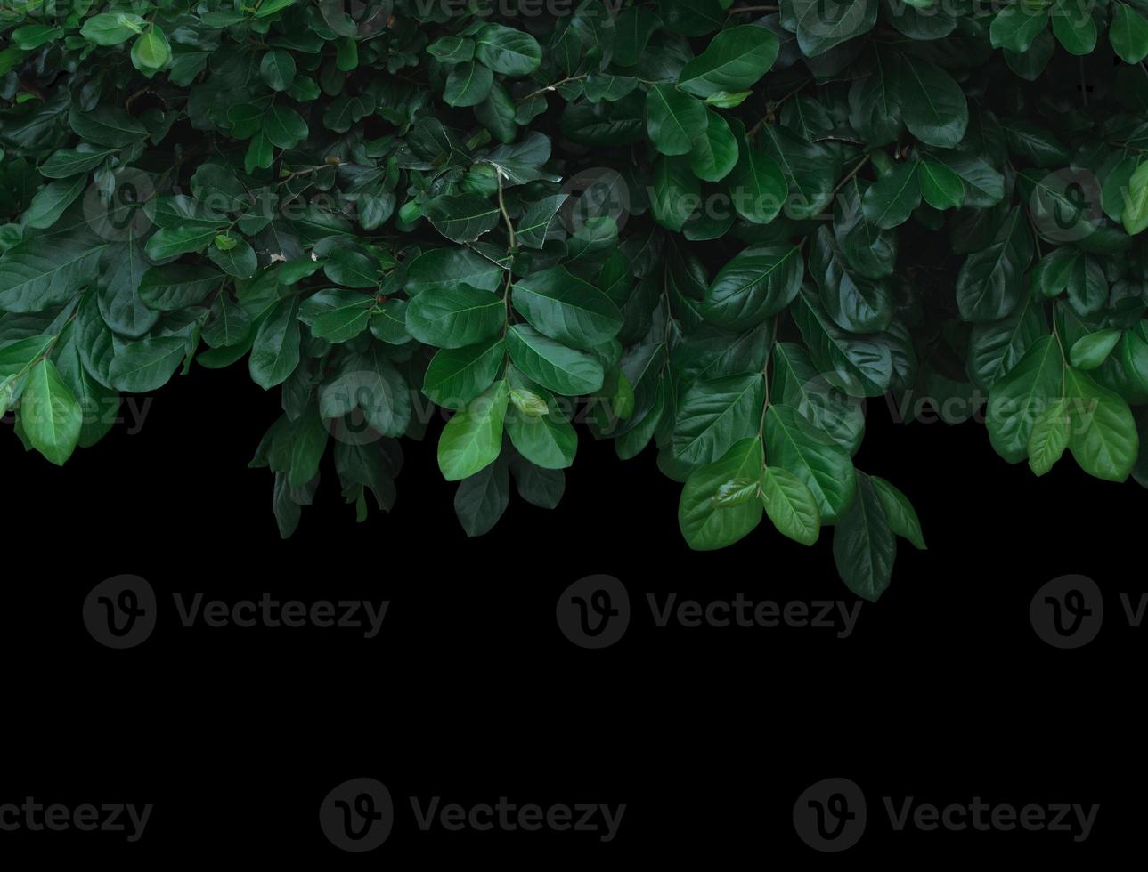 green leaves nature isolated on black background. Clipping path photo