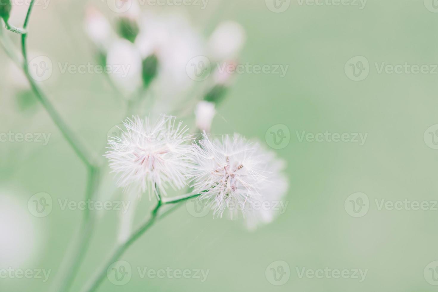 Meadow flowers in morning soft warm light. Vintage autumn natural background photo