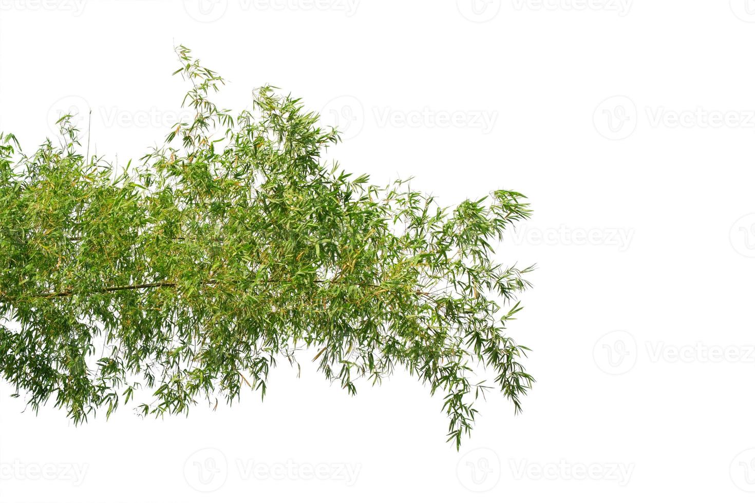 bamboo tree branch isolated on white background photo