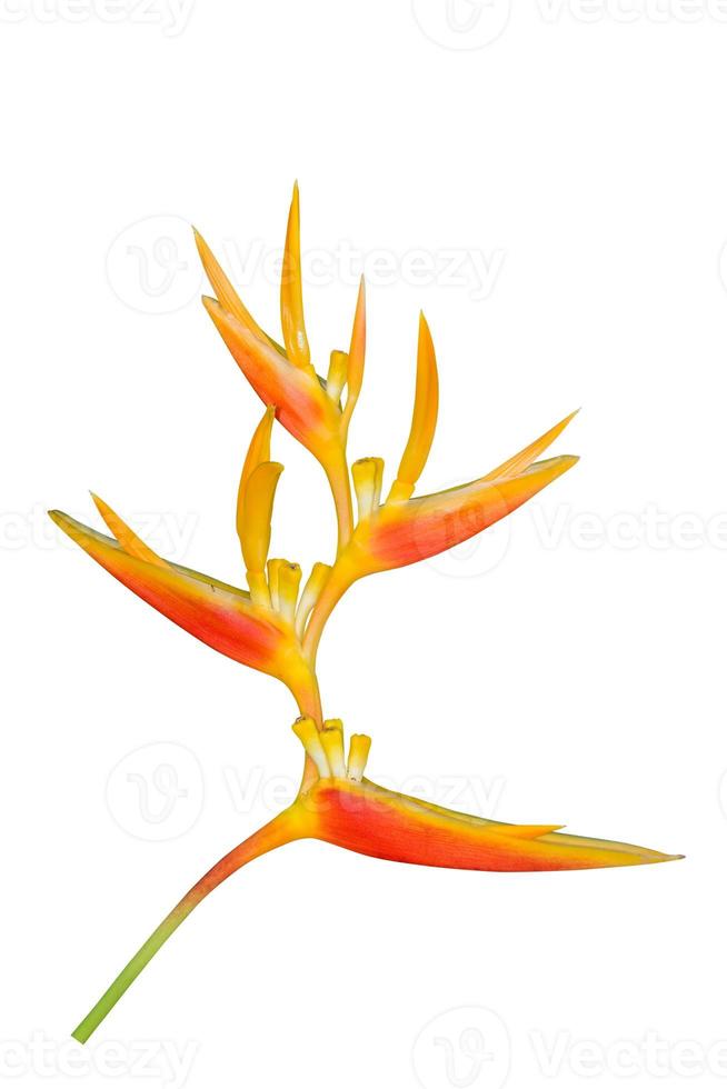 Bird of Paradise Flower isolated on white background, clipping path photo