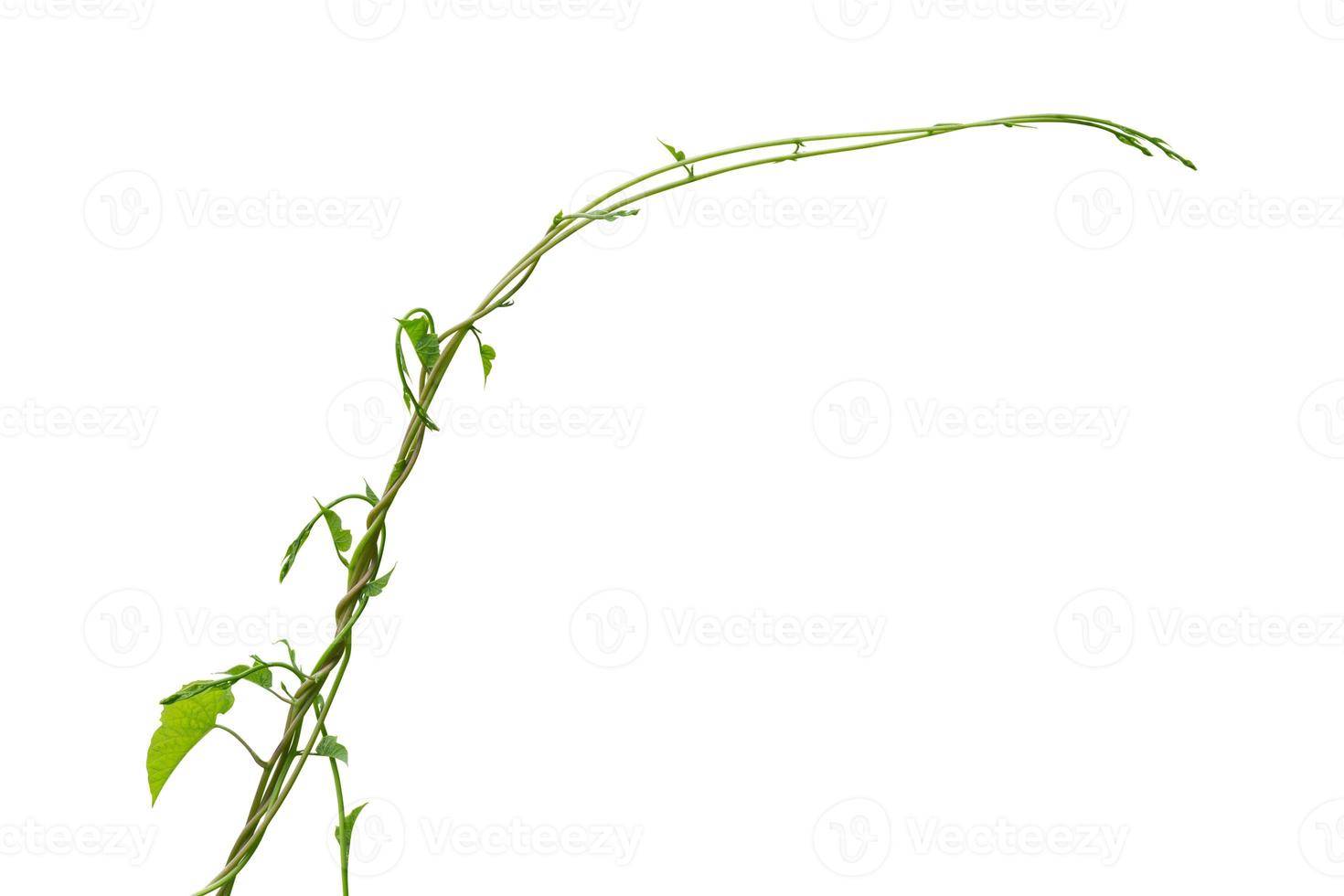 vine plant isolated on white background. Clipping path photo