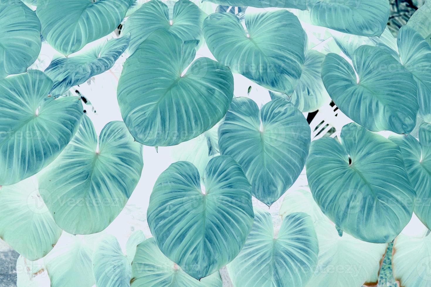green-leaf-pattern-background-12523856-stock-photo-at-vecteezy