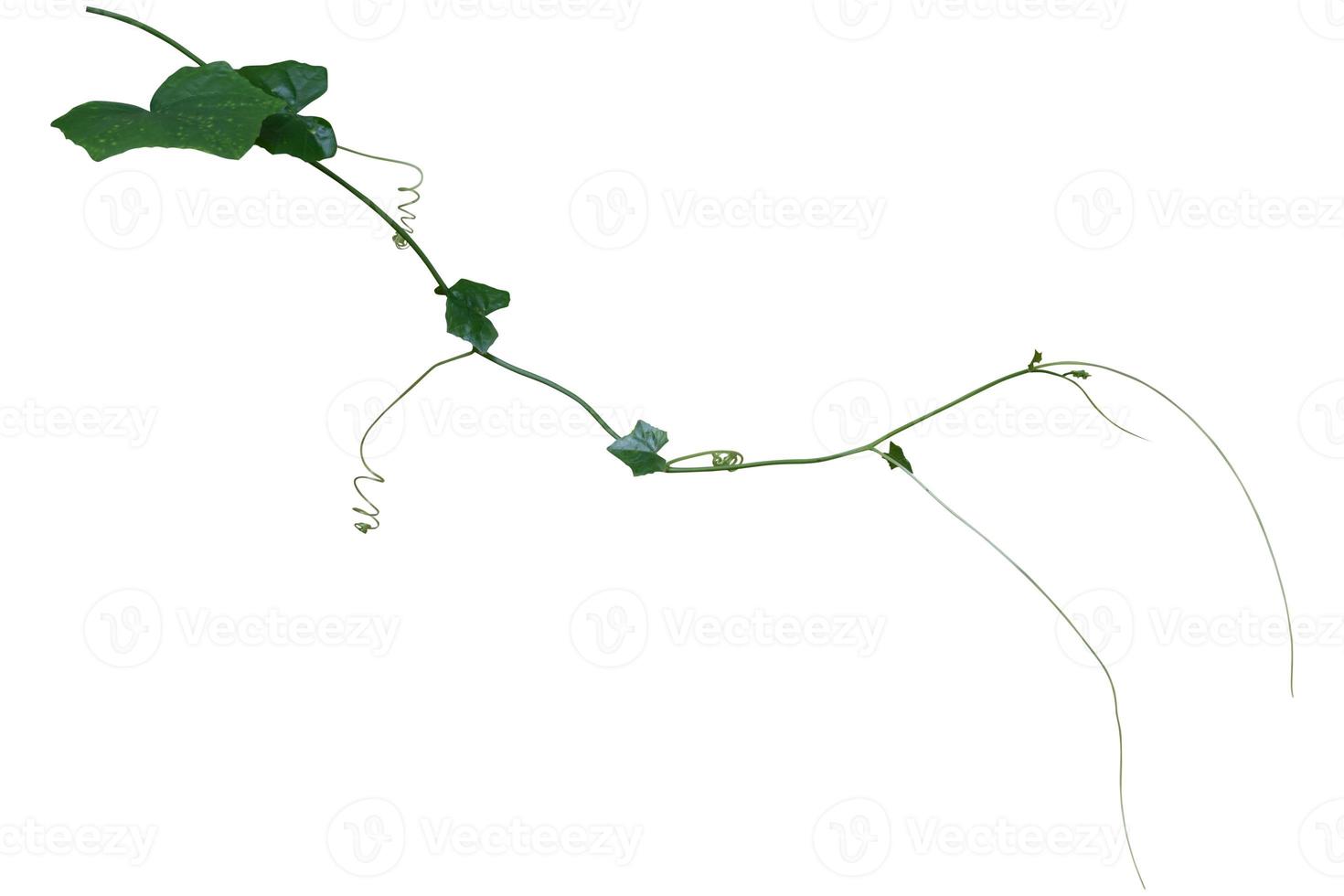 vine plant isolated on white background, clipping path photo