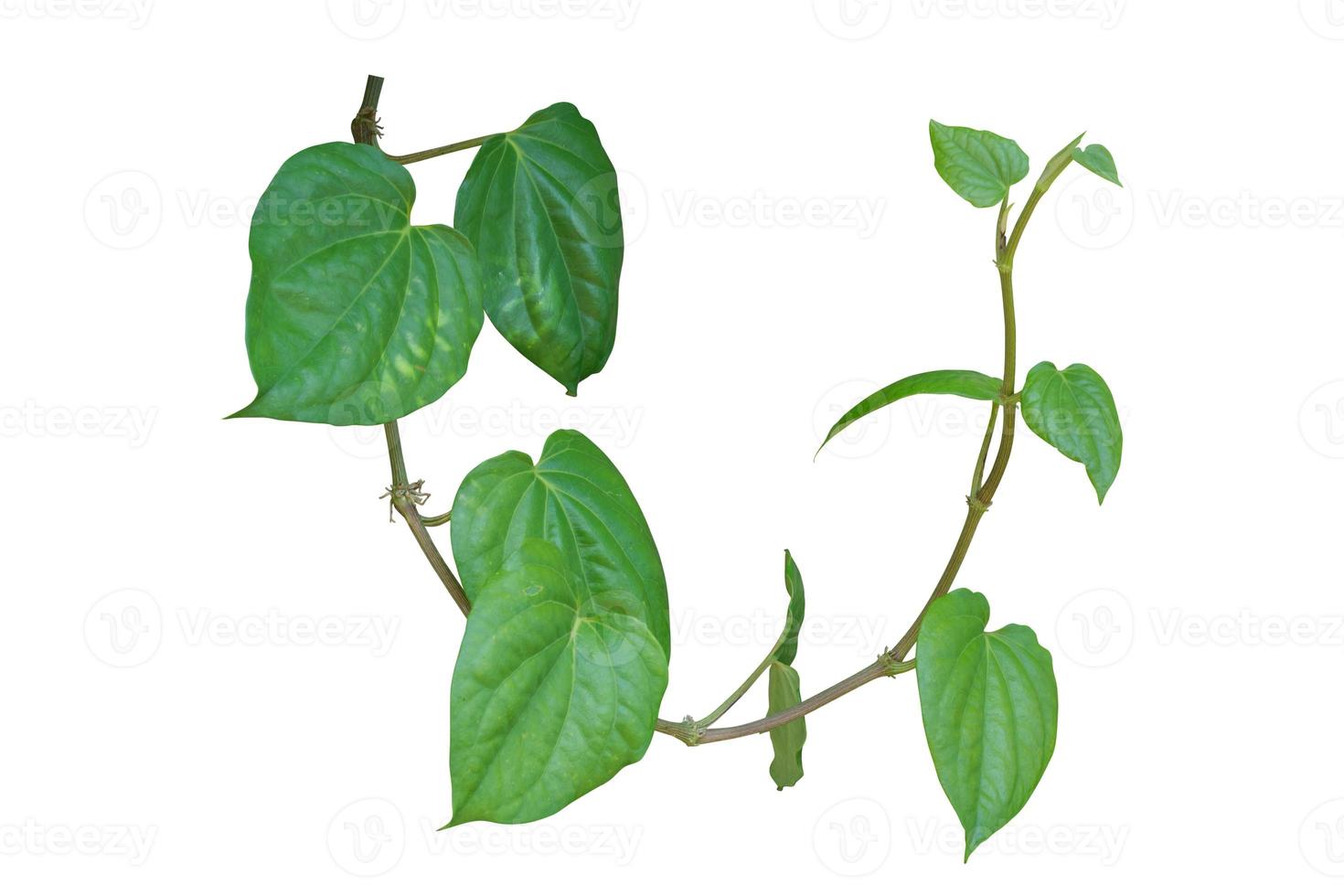 betel leaf, vine plant isolated on white background, clipping path photo