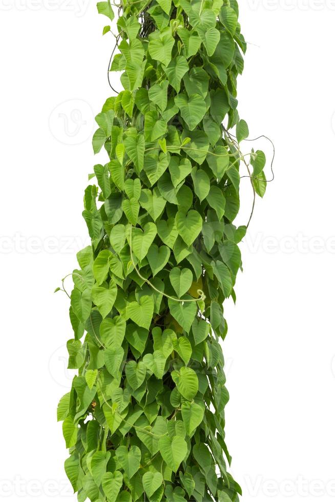 vine plant isolated on white background, clipping path photo