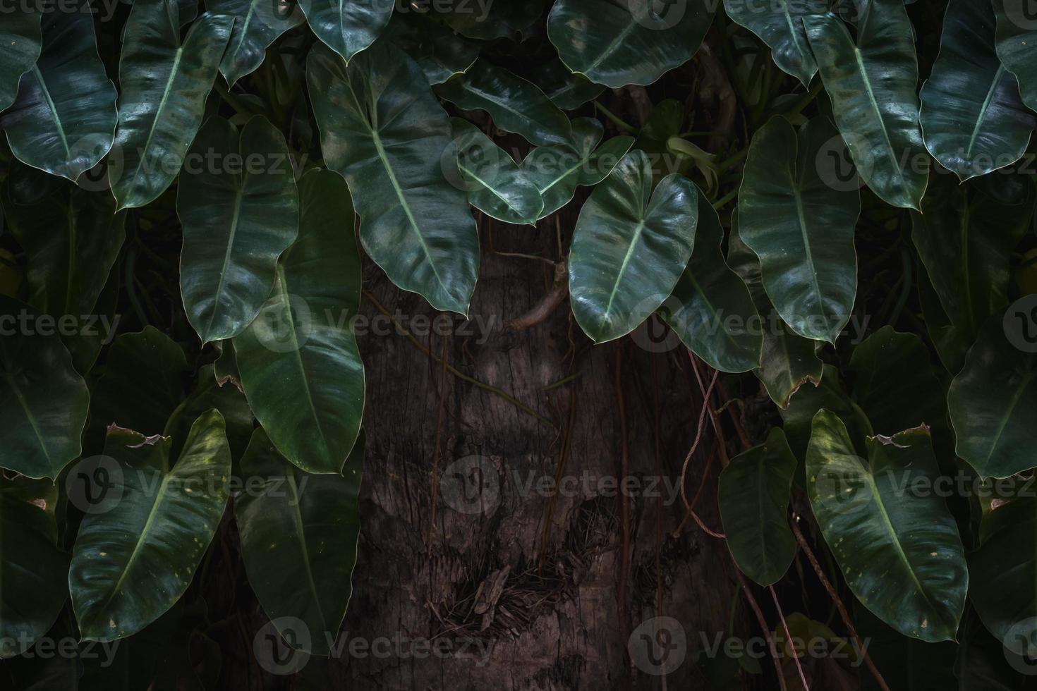 hojas verdes, naturaleza vegetal oscura foto