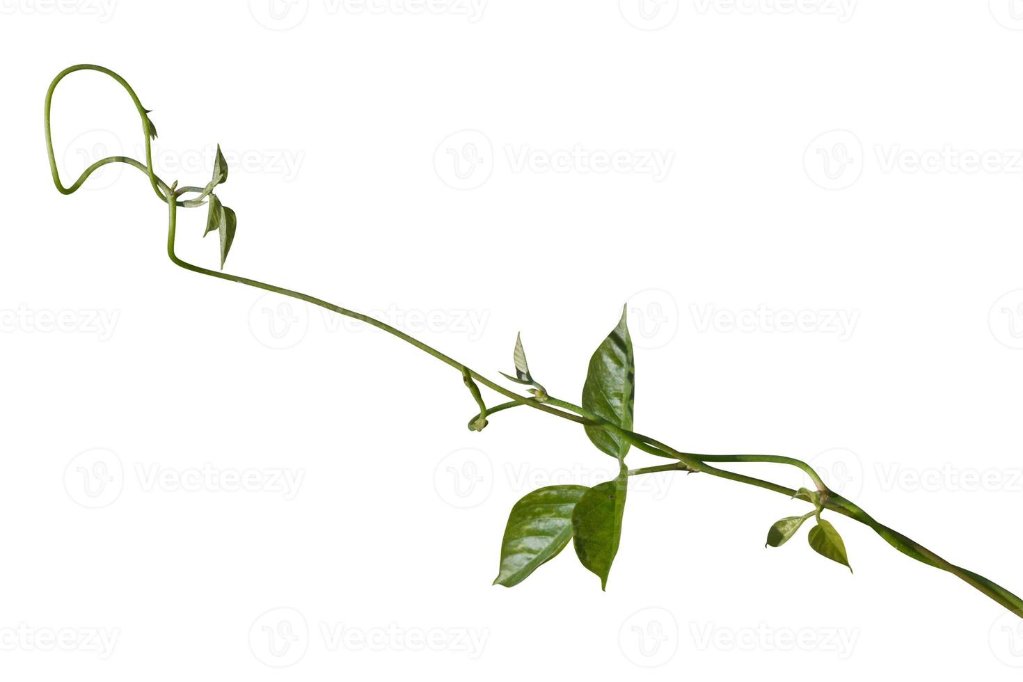 Plant tropical foliage vine, Ivy green hang isolated on white background, clipping path photo