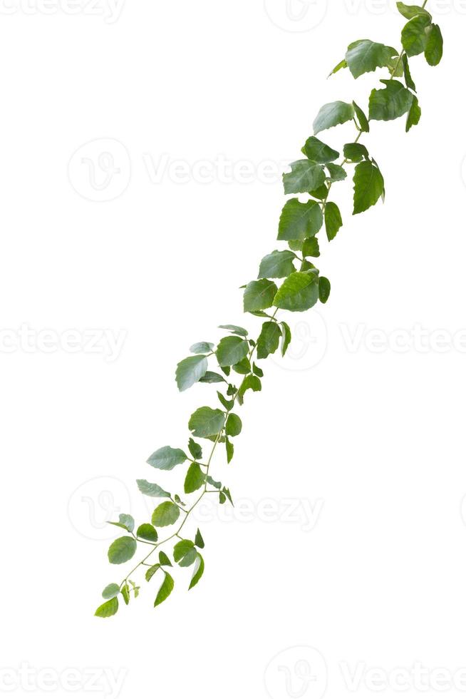 Planta de vid de follaje tropical, hiedra verde colgada aislada en fondo blanco, camino de recorte foto