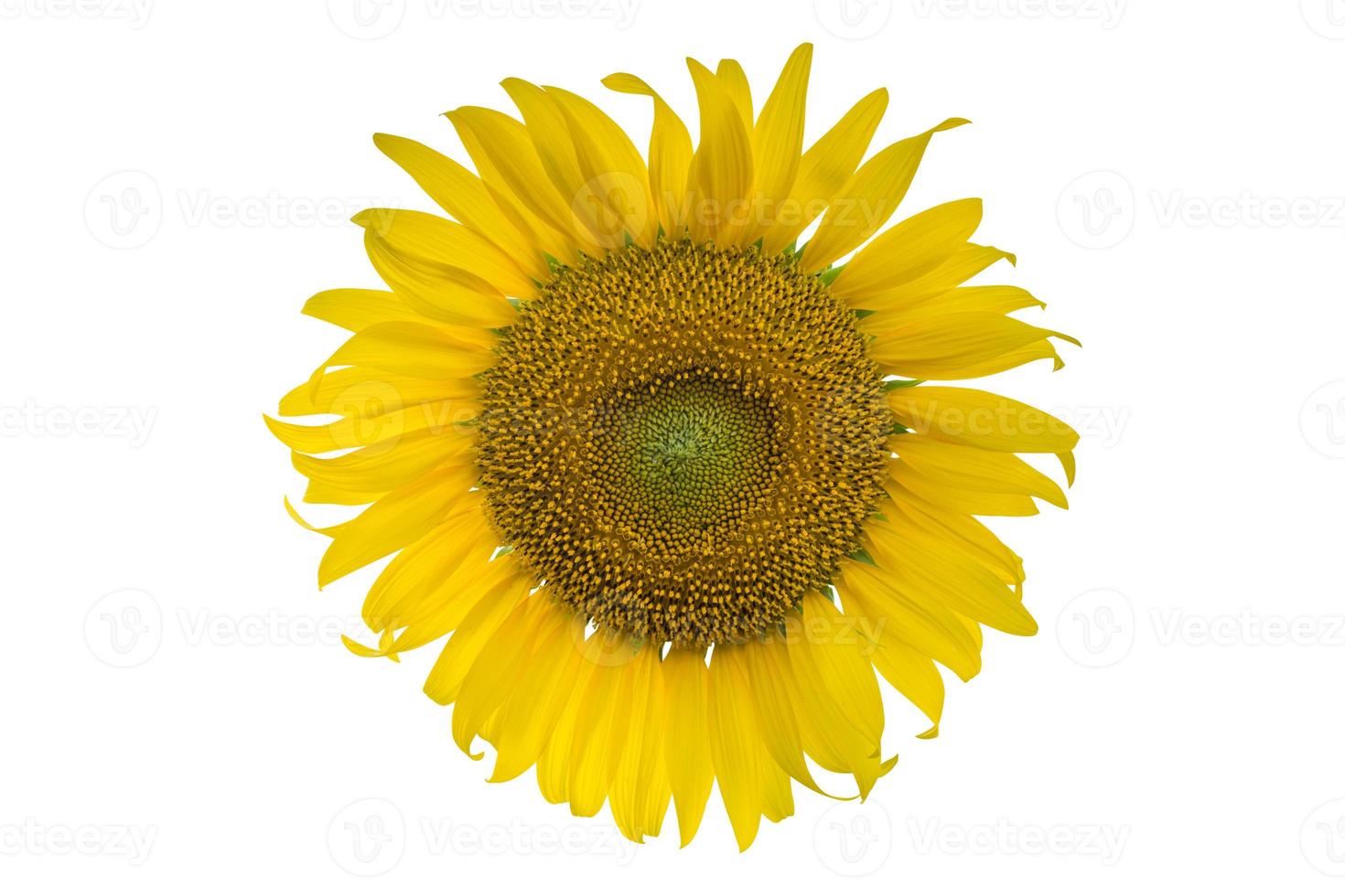 sunflower isolated on white background. clipping path photo