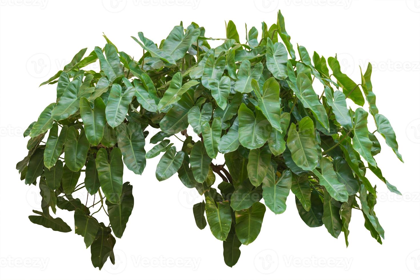 planta de hojas verdes, vid aislada sobre fondo blanco. trazado de recorte foto