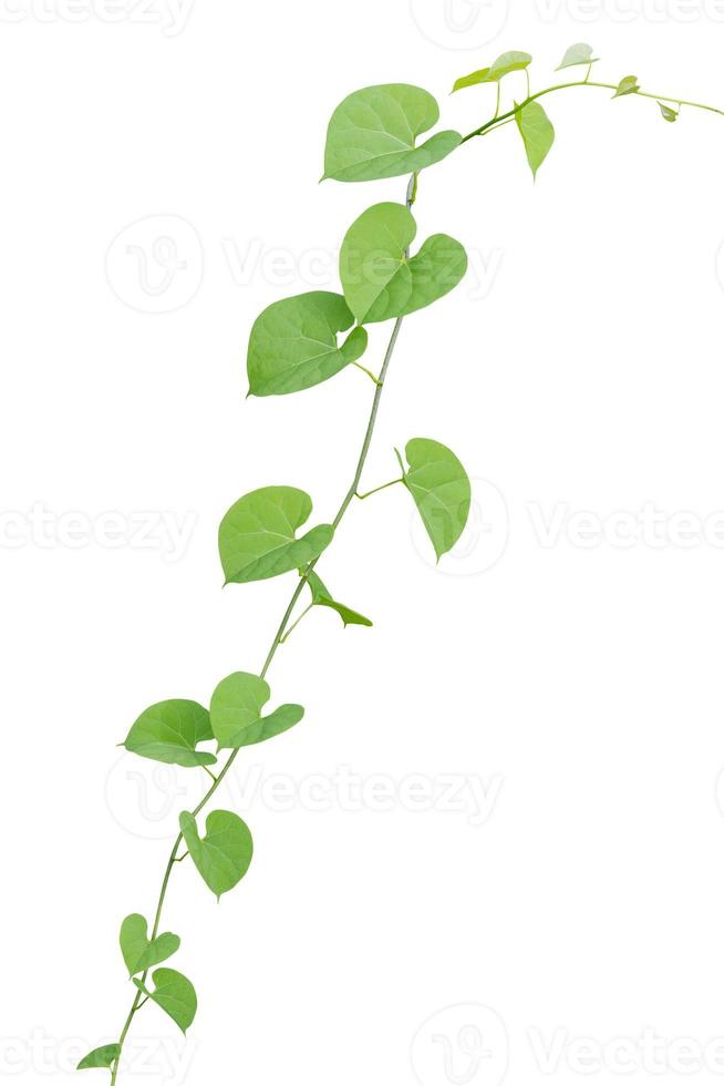 vine plants isolate on white background, clipping path photo