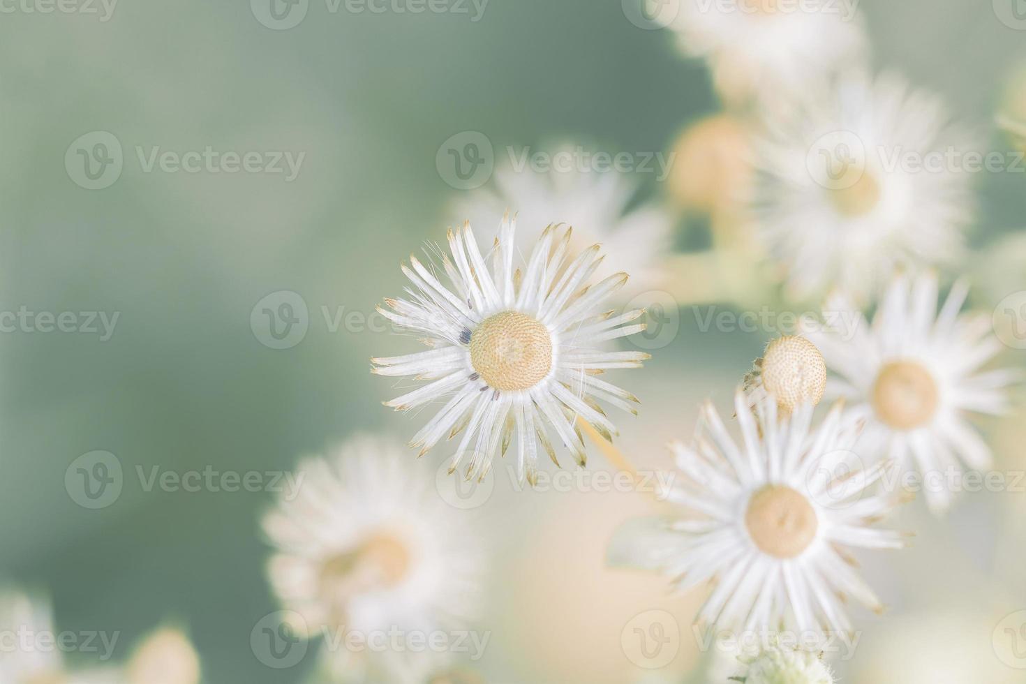 Meadow flowers, beautiful fresh morning in soft warm light. Vintage autumn natural background. photo