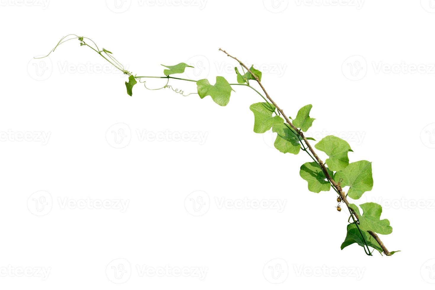 hojas verdes, planta de vid trepando sobre fondo blanco, camino de recorte. foto