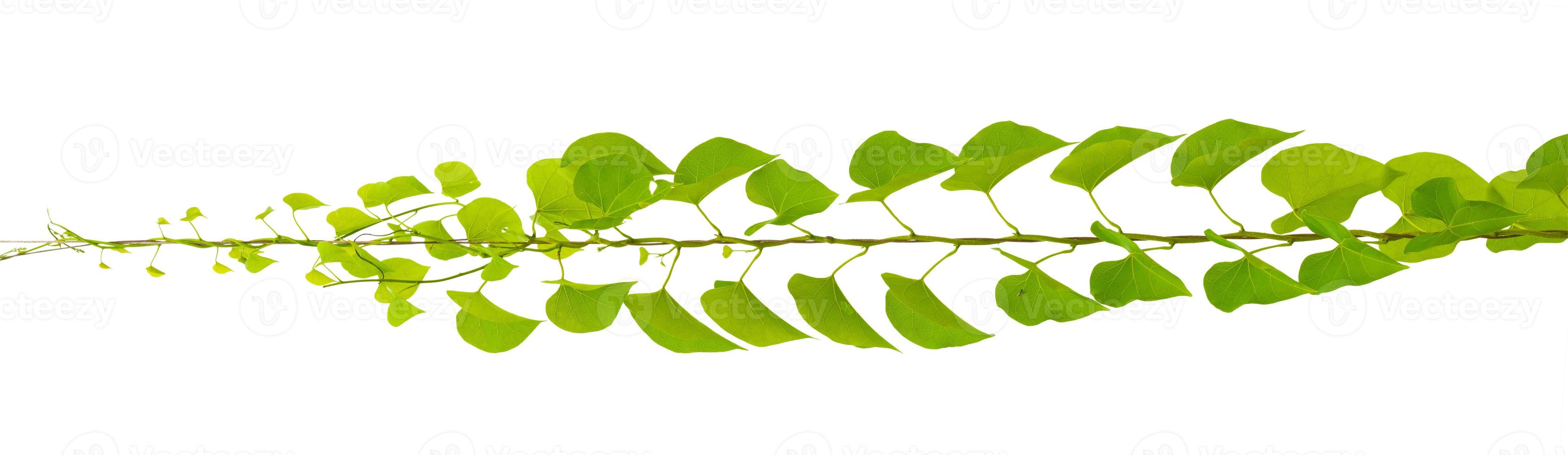 green leaves, vine plant climbing on white background, clipping path. photo