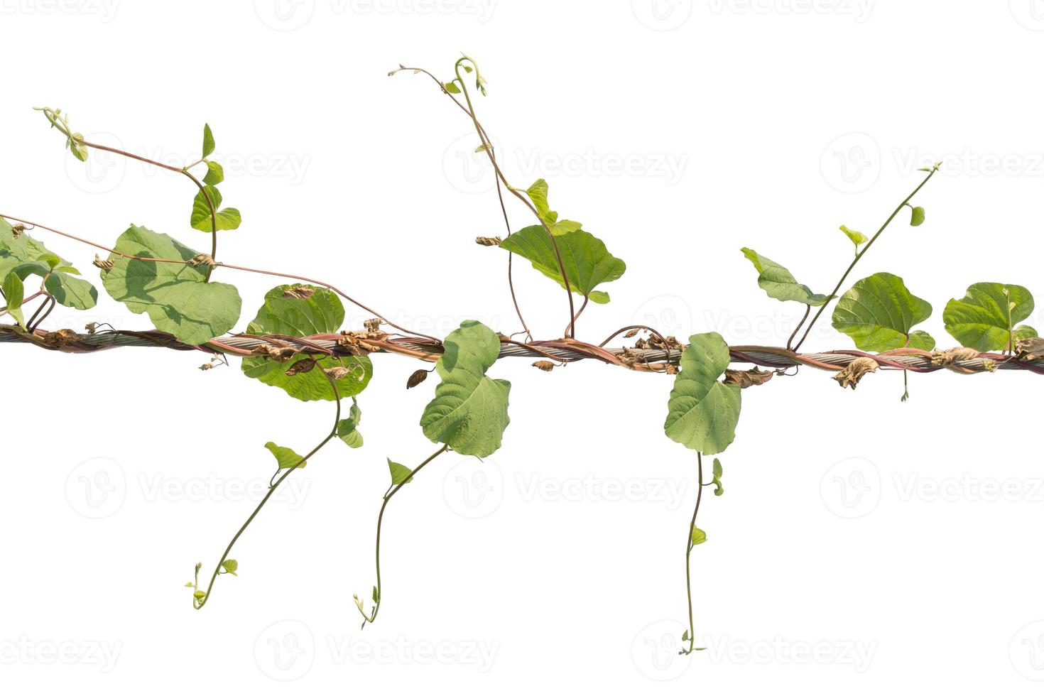 Plants ivy. Vines on poles on white background, Clipping path photo