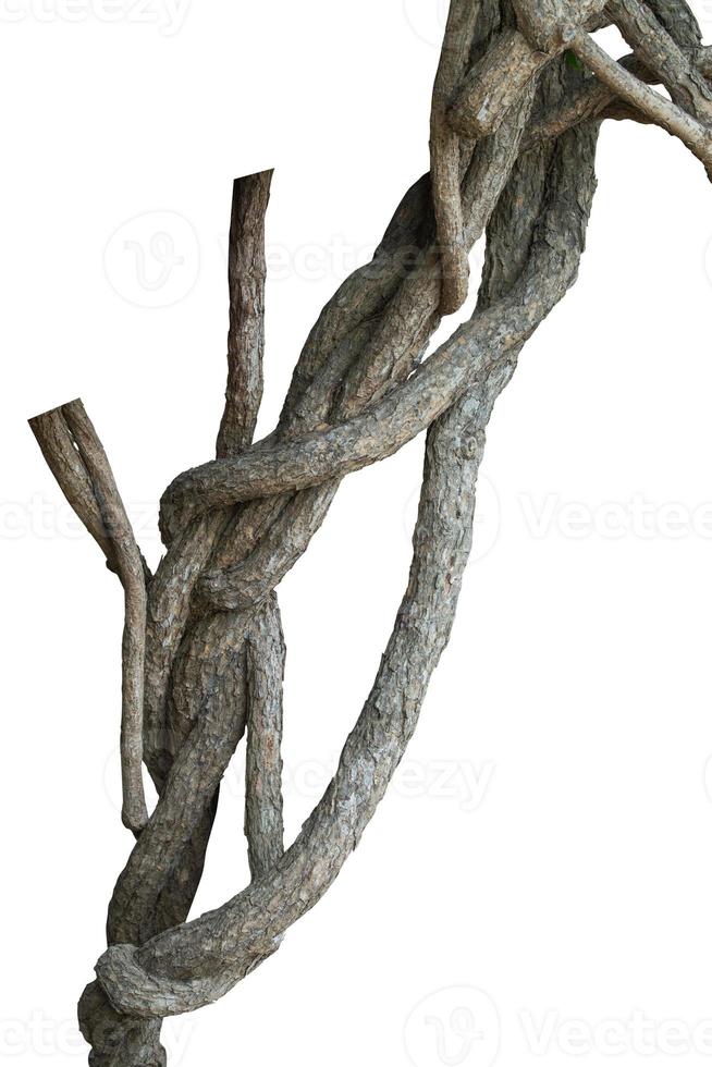 Twisted vine isolated on white background. Clipping path photo