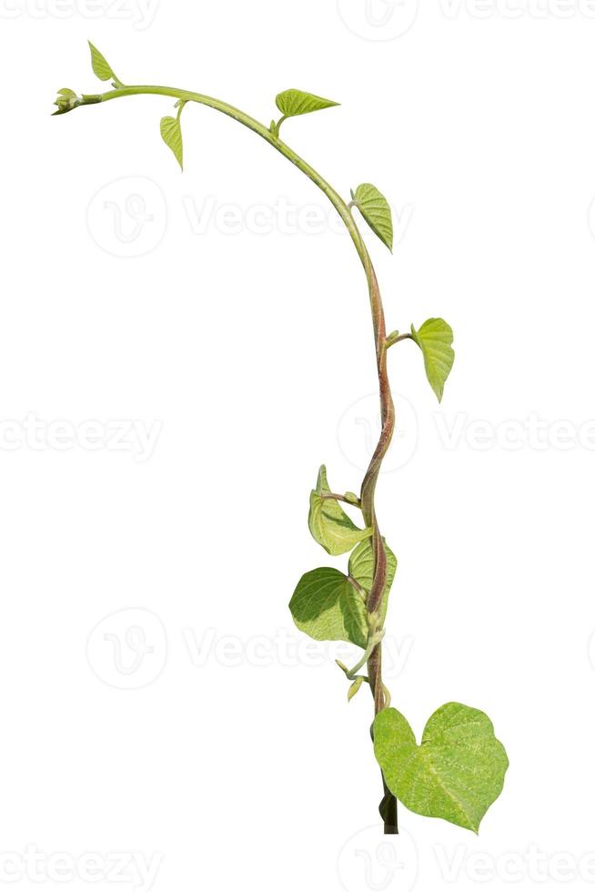 vine plant isolated on white background. Clipping path photo