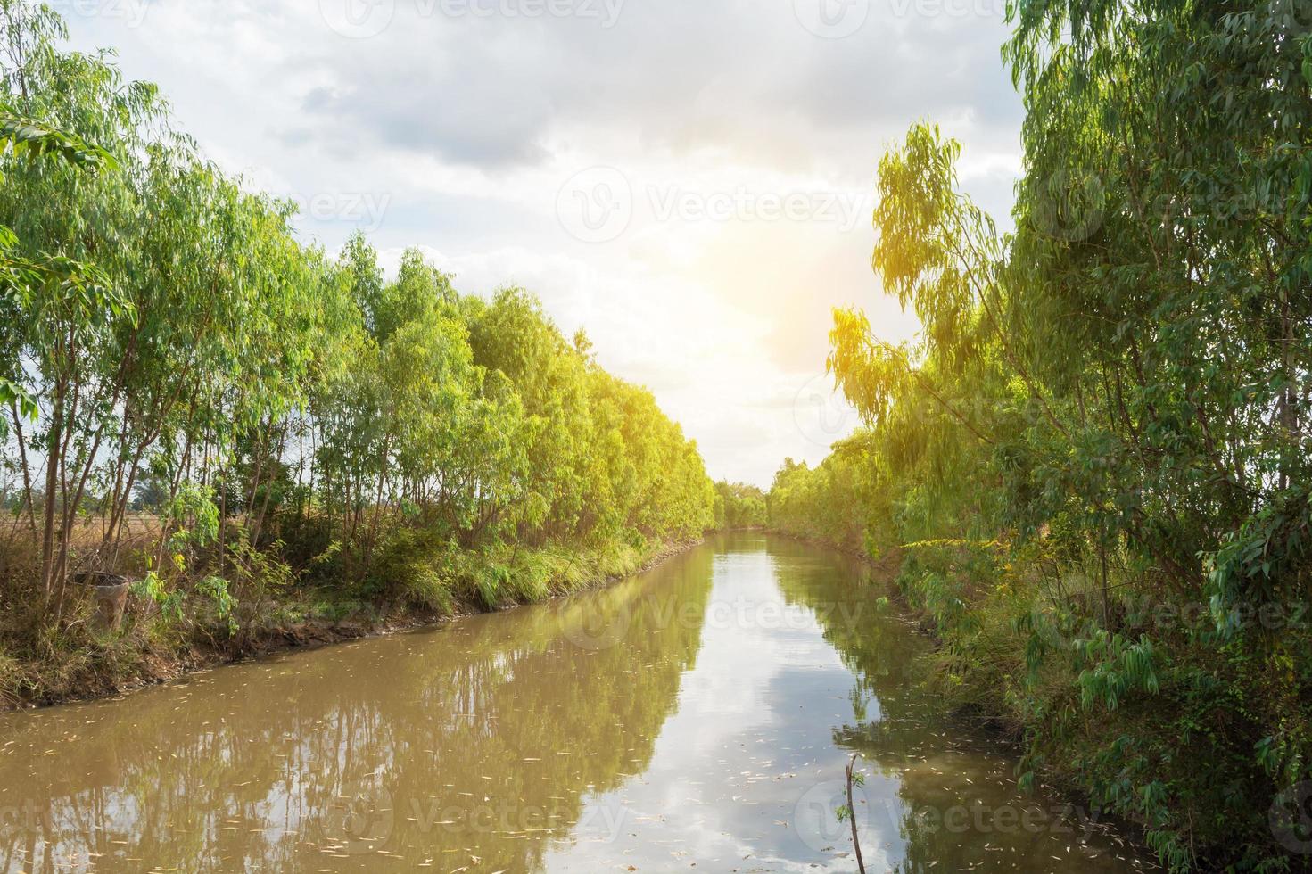Irrigation Canal with eucalyptus trees. photo