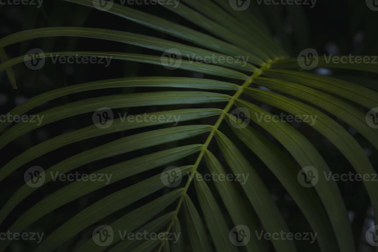 palm leaves dark background photo