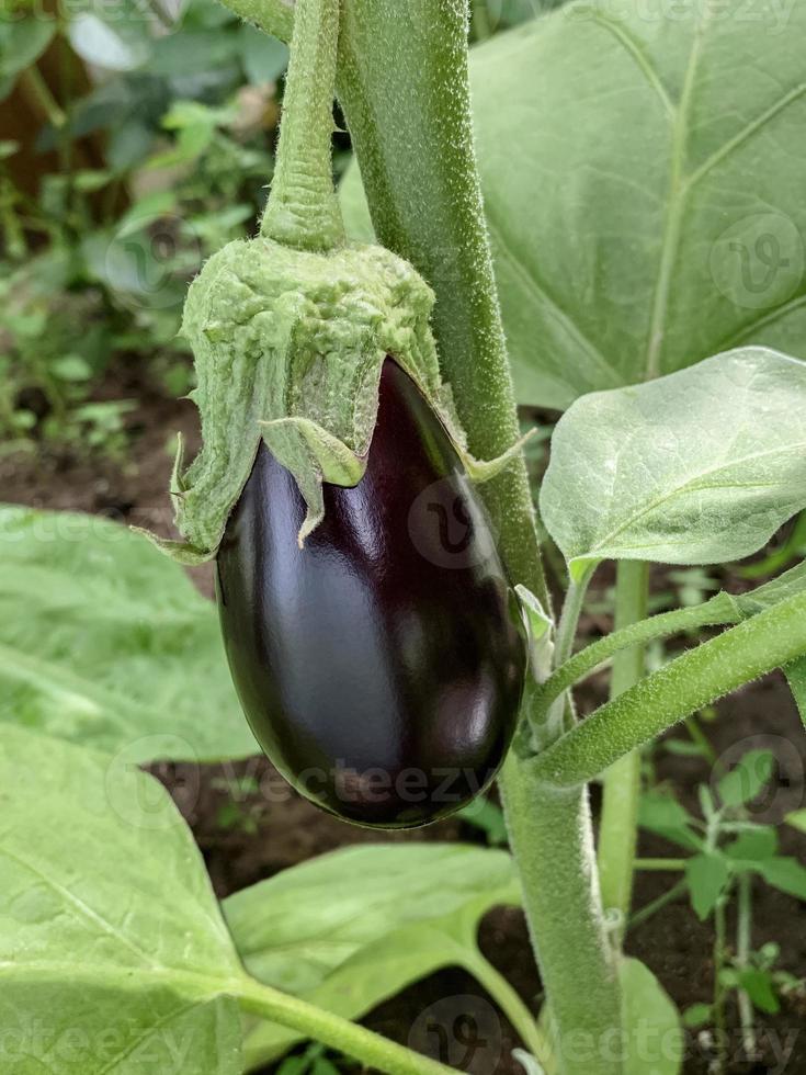 berenjena púrpura madura que crece en un invernadero. berenjena orgánica fresca. concepto de agricultura. foto