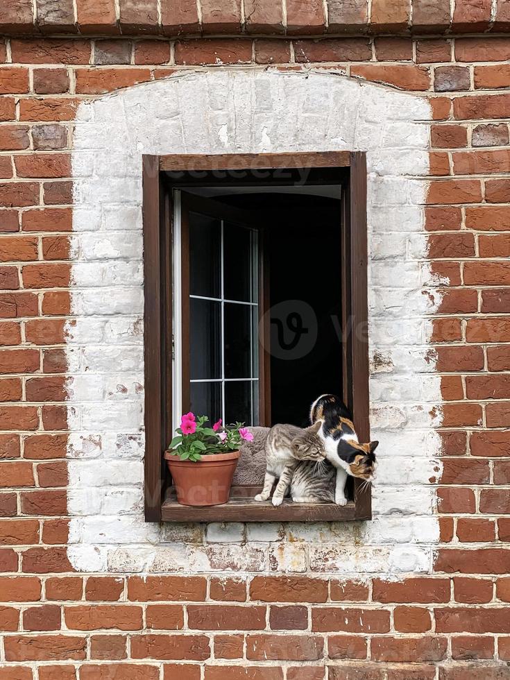 Two cats are sitting on the windowsill next to a potted petunia by the open window photo