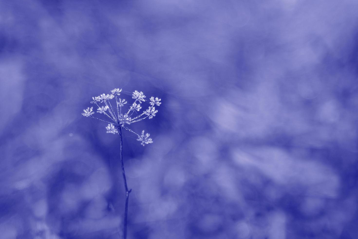 Color of 2022, very peri. The background with meadow flower in hoarfrost  on the background of blurred focus is painted in a trendy purple color. The concept of trendy colors. photo