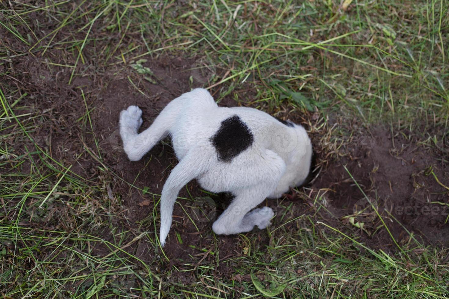 white dog with a black spot digs a hole in the ground. natural behavior of a pet with predatory instincts. photo