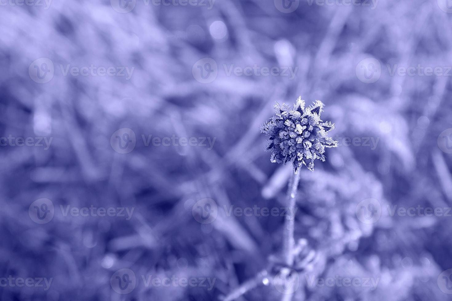 muy peri. el fondo con flores de pradera en escarcha sobre el fondo de un enfoque borroso está pintado en un moderno color púrpura. el concepto de colores de moda. foto