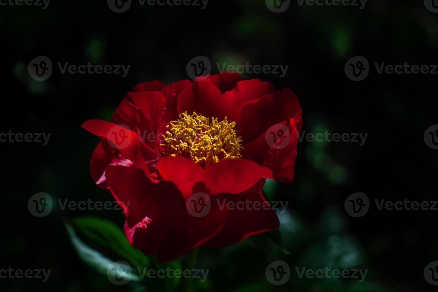 dark red peony America closeup blooming plant on black background,  banner or texture for design, art design concept, natural background concept,  with copy spase. photo