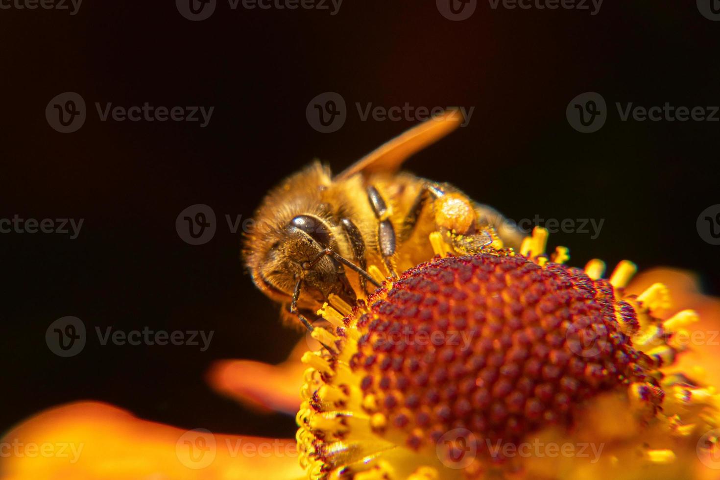 Honey bee covered with yellow pollen drink nectar, pollinating flower. Inspirational natural floral spring or summer blooming garden background. Life of insects, Extreme macro close up selective focus photo