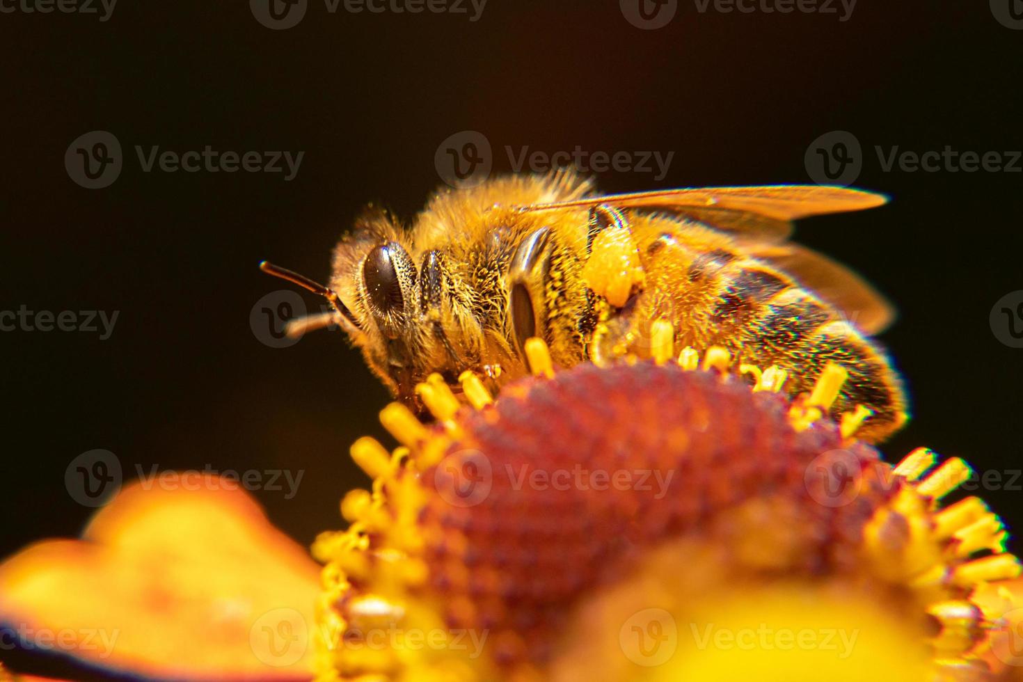 abeja melífera cubierta con néctar de bebida de polen amarillo, flor polinizadora. primavera floral natural inspiradora o fondo de jardín floreciente de verano. vida de los insectos, enfoque selectivo de primer plano macro extremo foto