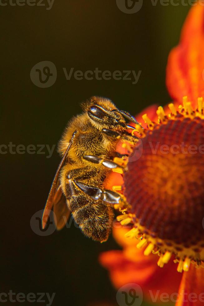 Honey bee covered with yellow pollen drink nectar, pollinating flower. Inspirational natural floral spring or summer blooming garden background. Life of insects, Extreme macro close up selective focus photo